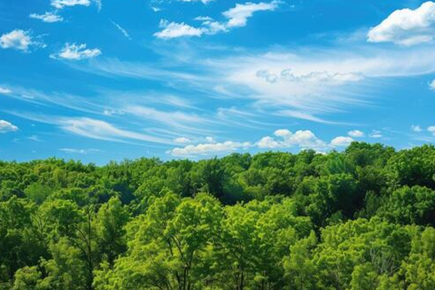 Tree-lined pathway aerial view
