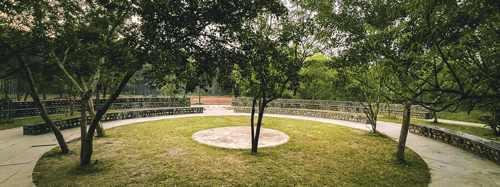 Mist through trees at dawn