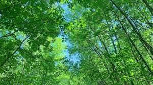 Three towering trees against a clear sky